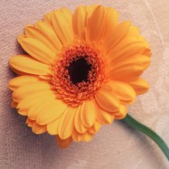 Achte auf diesen Tag