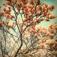 An diesem Frühlingsmorgen