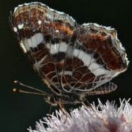 Mit den Schmetterlingen fliegen