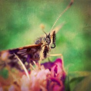 Immer wieder staunen