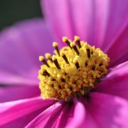 Weil es in mir ist …