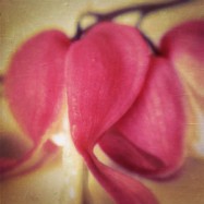 Selbstliebe entsteht durch Mitgefühl