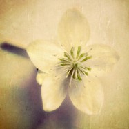 Wissen und verstehen…