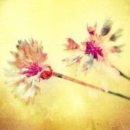 Was mach‘ ich draus?