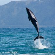 Motto „Freiheit“!