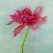 Manchmal bleibt nur das Verstummen