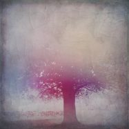 Woche 22: Zurück zu den Wurzeln